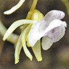 Fleurs des Causses et des Cévennes, Epipogon sans feuilles, fiche descriptive, photos