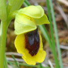 Fleurs des Causses et des Cévennes, Ophrys jaune, fiche descriptive, photos