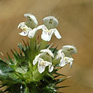 Fleurs des Causses et des Cévennes, Lamier blanc, fiche descriptive, photos