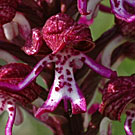 Fleurs des Causses et des Cévennes, Orchis pourpre x Orchis militaire, fiche descriptive, photos