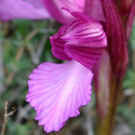 Fleurs des Causses et des Cévennes, Grand Orchis papillon fiche descriptive, photos